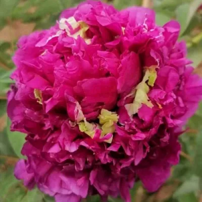 Пион ПОЛЕТ ЛАСТОЧКИ древовидный  Пион ПОЛЕТ ЛАСТОЧКИ древовидный в Санкт-Петербурге