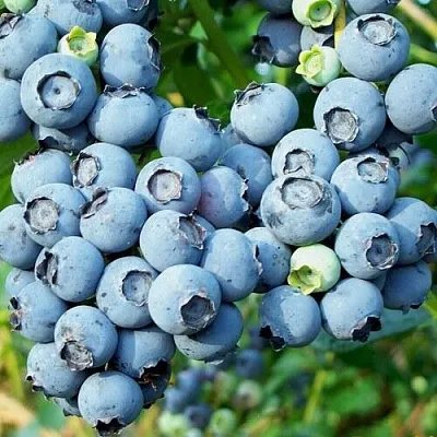 Голубика ПУРУ  Голубика ПУРУ в Санкт-Петербурге