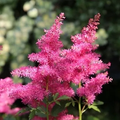 Астильба САННИ ДЕЙ гибридная  Астильба САННИ ДЕЙ гибридная в Санкт-Петербурге