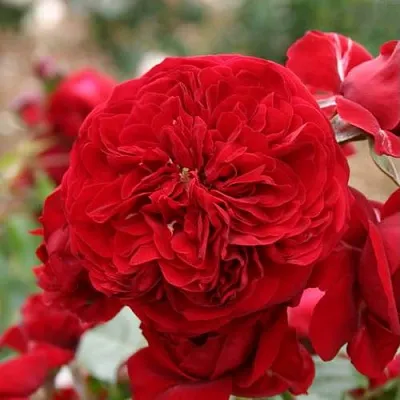 Саженцы роз КРАСНАЯ ШАПОЧКА флорибунда  Саженцы роз КРАСНАЯ ШАПОЧКА флорибунда в Санкт-Петербурге