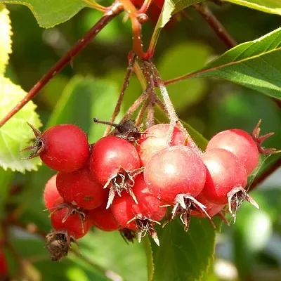 Боярышник ШАМИЛЬ  Боярышник ШАМИЛЬ в Санкт-Петербурге
