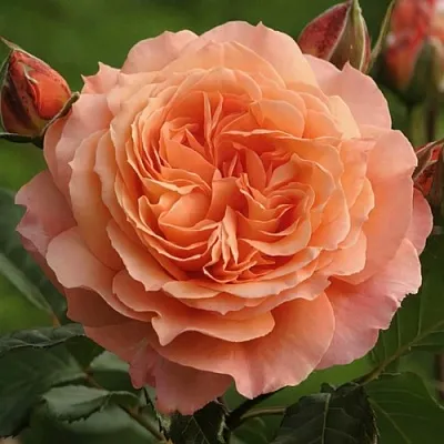 Саженцы роз БЕЛЬВЕДЕР шраб  Саженцы роз БЕЛЬВЕДЕР шраб в Санкт-Петербурге