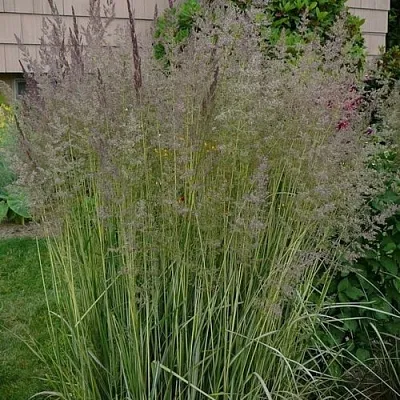 Вейник АВАЛАНШ остроцветковый  Вейник АВАЛАНШ остроцветковый в Санкт-Петербурге