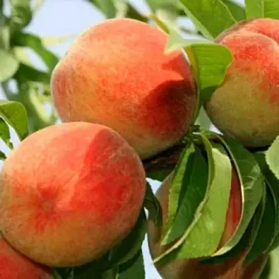 Персик ВАРДЕНИ  Персик ВАРДЕНИ в Санкт-Петербурге