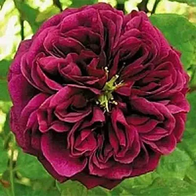 Саженцы роз ЗЕ ПРИНЦ английская  Саженцы роз ЗЕ ПРИНЦ английская в Санкт-Петербурге