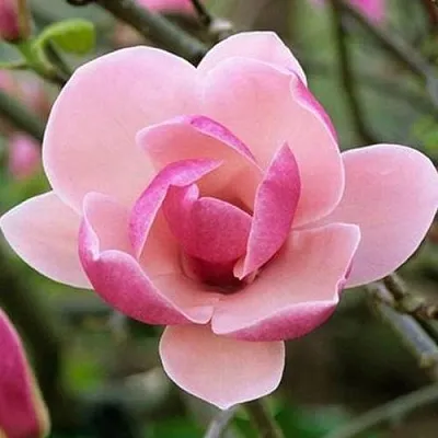 Магнолия РУСТИКА РУМБА  Магнолия РУСТИКА РУМБА в Санкт-Петербурге