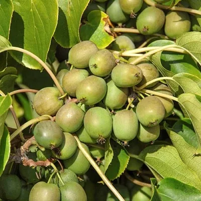 саженцы актинидии саженцы актинидии