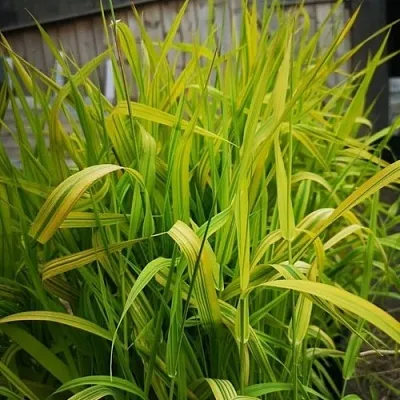 Фалярис АРКТИК САН тростниковый  Фалярис АРКТИК САН тростниковый в Санкт-Петербурге