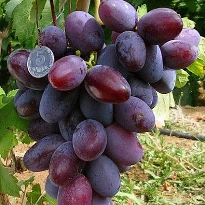 Средние сорта  Средние сорта в Санкт-Петербурге