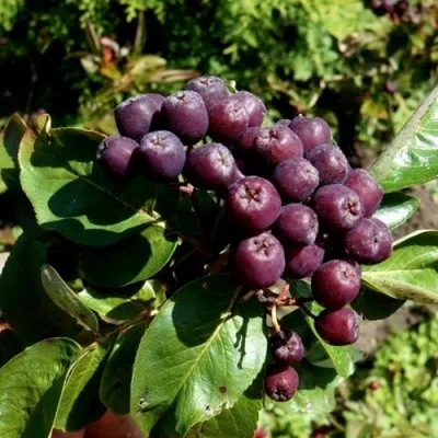 Рябина ЛИКЁРНАЯ сладкоплодная в Санкт-Петербурге