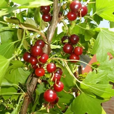 Смородина золотистая ВИШНЕВАЯ  Смородина золотистая ВИШНЕВАЯ в Санкт-Петербурге