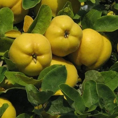 саженцы айвы саженцы айвы