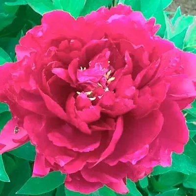 Пион ОСТРОВНОЙ МИНИСТР древовидный  Пион ОСТРОВНОЙ МИНИСТР древовидный в Санкт-Петербурге