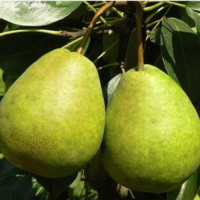 Груша ЛАГОДНАЯ в Санкт-Петербурге