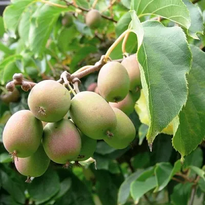 Актинидия ЛЮСИ аргута   Актинидия ЛЮСИ аргута  в Санкт-Петербурге