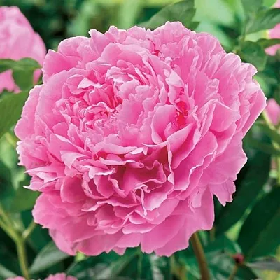 Пион МИСС ЭКХАРТ травянистый  Пион МИСС ЭКХАРТ травянистый в Санкт-Петербурге