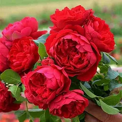 Саженцы роз ФЛОРЕНТИНА плетистая  Саженцы роз ФЛОРЕНТИНА плетистая в Санкт-Петербурге