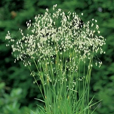 Трясунка средняя  Трясунка средняя в Санкт-Петербурге