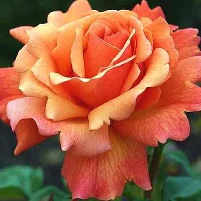 Саженцы роз ИЗИ ДАЗ ИТ флорибунда  Саженцы роз ИЗИ ДАЗ ИТ флорибунда в Санкт-Петербурге