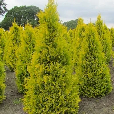 Туя САНКИСТ западная  Туя САНКИСТ западная в Санкт-Петербурге