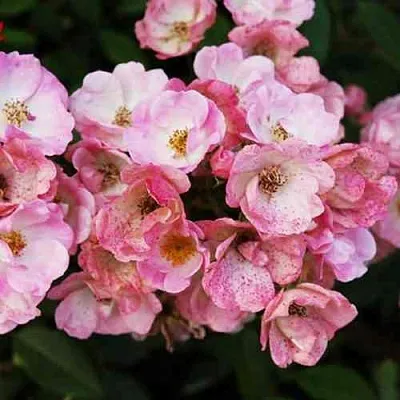 Саженцы роз АЛДЕН БИЗЕН мускусная  Саженцы роз АЛДЕН БИЗЕН мускусная в Санкт-Петербурге