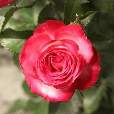 Саженцы роз САФИНА спрей  Саженцы роз САФИНА спрей в Санкт-Петербурге