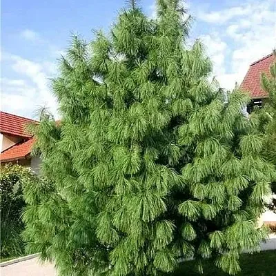 Сосна гриффита  Сосна гриффита в Санкт-Петербурге