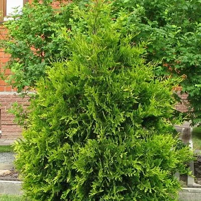 Туя АНЯ (АНИЕ) западная  Туя АНЯ (АНИЕ) западная в Санкт-Петербурге