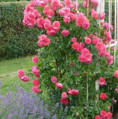 Саженцы роз РОЗАРИУМ ЮТЕРСОН плетистая в Санкт-Петербурге