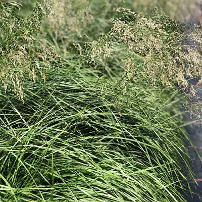 Щучка БРОНЗЕШЛЕЕР дернистая Щучка БРОНЗЕШЛЕЕР дернистая