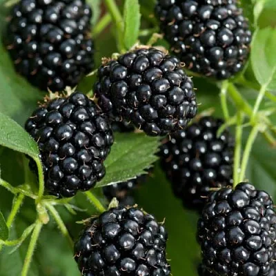 Ежевика АГАВАМ  Ежевика АГАВАМ в Санкт-Петербурге