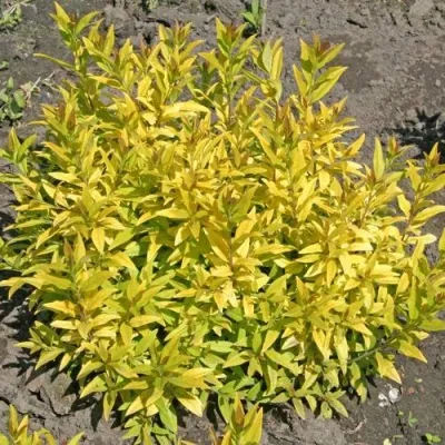 Бирючина АУРЕА обыкновенная — описание сорта Бирючина АУРЕА обыкновенная в Санкт-Петербурге