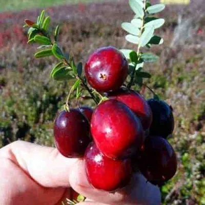 Клюква СТАНКОВИЧ  Клюква СТАНКОВИЧ в Санкт-Петербурге