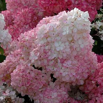 Гортензия САНДЕЙ ФРАЙЗ метельчатая  Гортензия САНДЕЙ ФРАЙЗ метельчатая в Санкт-Петербурге