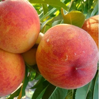 Персик ДИВНЫЙ  Персик ДИВНЫЙ в Санкт-Петербурге