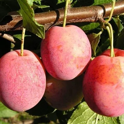 Слива ВИКТОРИЯ  Слива ВИКТОРИЯ в Санкт-Петербурге