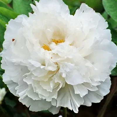 Пион БЕЛЫЙ СНЕГ древовидный  Пион БЕЛЫЙ СНЕГ древовидный в Санкт-Петербурге