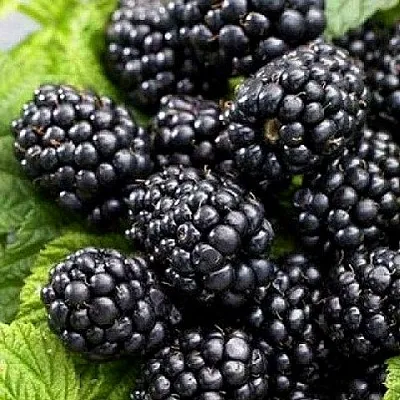 Ежевика БЖЕЗИНА бесшипная  Ежевика БЖЕЗИНА бесшипная в Санкт-Петербурге