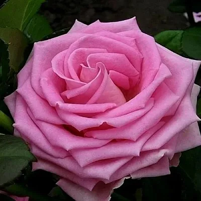 Саженцы роз АКВА чайно-гибридная  Саженцы роз АКВА чайно-гибридная в Санкт-Петербурге