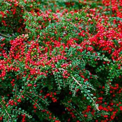 Кизильник горизонтальный в Санкт-Петербурге