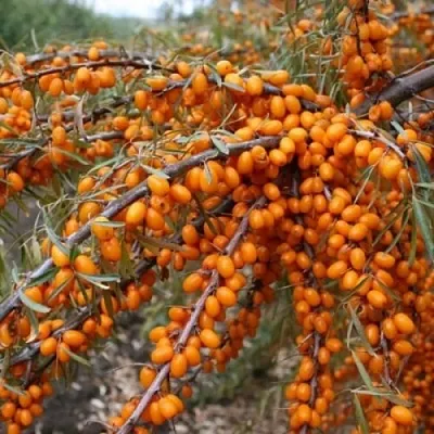 Облепиха ПЕРЧИК  Облепиха ПЕРЧИК в Санкт-Петербурге
