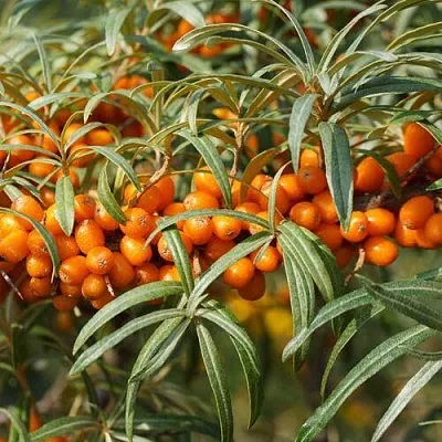 Облепиха РОСИНКА  Облепиха РОСИНКА в Санкт-Петербурге