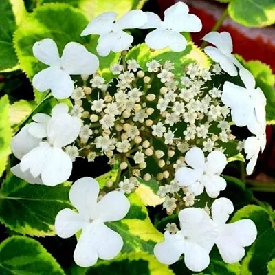 Гортензия МИРАНДА черешковая  Гортензия МИРАНДА черешковая в Санкт-Петербурге