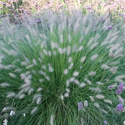 Пеннисетум ХАМЕЛН  Пеннисетум ХАМЕЛН в Санкт-Петербурге
