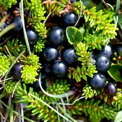 Водяника  Водяника в Санкт-Петербурге