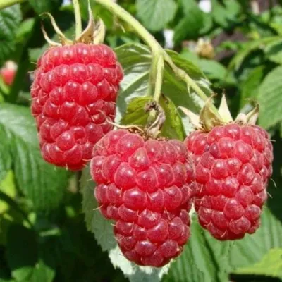 Малиновое дерево ТАРУСА — описание сорта Малиновое дерево ТАРУСА в Санкт-Петербурге