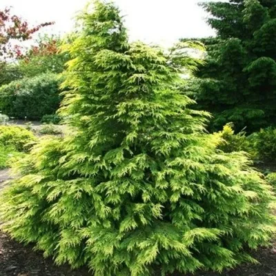 Кипарисовик САНКИСТ лавсона в Санкт-Петербурге