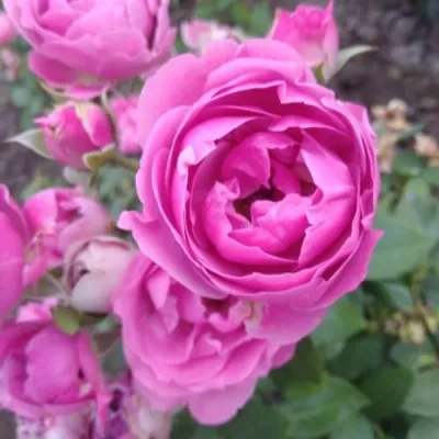 Саженцы роз МИСТИ БАБЛС спрей — описание сорта Саженцы роз МИСТИ БАБЛС спрей в Санкт-Петербурге