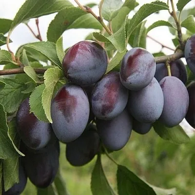 Слива РЕНКЛОД в Санкт-Петербурге