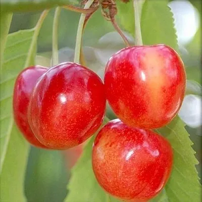 Черешня МЕДУНИЦА в Санкт-Петербурге